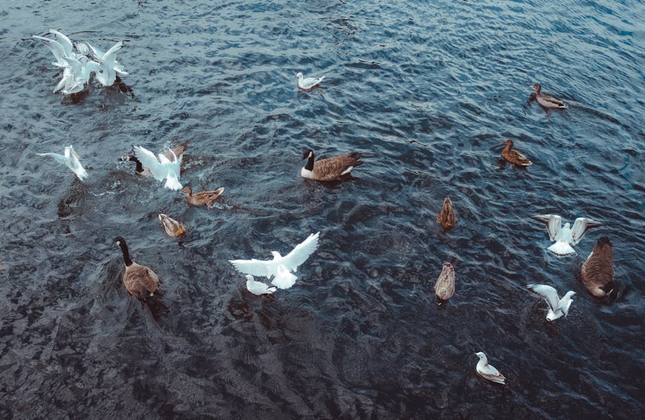 A group of various waterfowl, including mallard ducks and seagulls, swimming on a dark blue body of water with visible ripples. Some ducks are partially submerged, while others are floating or gliding on the surface. The seagulls are flying low above the water, with wings spread wide, and some are just above the water's surface. In the background, the edge of a property boundary or a paved area is visible, with a few ducks near the shoreline. The scene appears to be outdoors during daylight hours, with natural lighting highlighting the textures of the feathers and water. This image depicts a peaceful scene of birds in their natural habitat, which could be part of a park, lakeside, or river setting. Within the context of house removals or relocation services provided by manandavankingstonuponthames.co.uk, such an image may represent the importance of transporting belongings through scenic outdoor environments or the presence of water features on a property slated for moving activities.